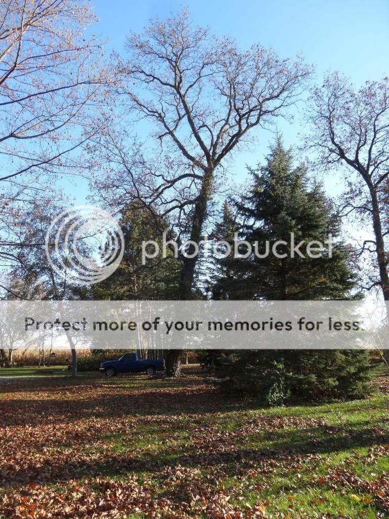 photo Caryaovata2_zpsfd4f7d73.jpg